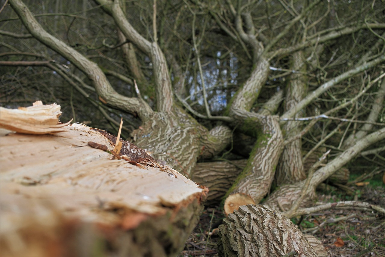 Arborist